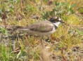 /album/my-local-birding-gallery/little-ringed-plover-on-dewsbury-sewage-cworks-today-jpg/